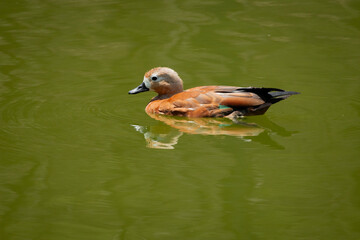 duck, bird, water, nature, lake, animal, wildlife, mallard, wild, waterfowl, swimming, pond, feather, beak, goose, birds, cute, duckling, young, fowl, river, brown, white, swim, wing