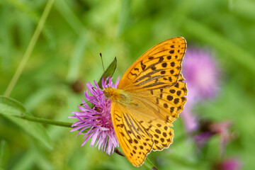 Pallas' fritillary butterfly feeding on a thistle flower.