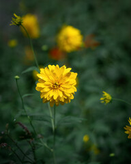 Blooming bud of Rudbeckia laciniata on the lawn in the park in close-up. A Goldquelle flower or a golden ball on a background of green grass