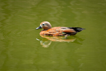 duck, bird, water, nature, lake, animal, wildlife, mallard, wild, waterfowl, swimming, pond, feather, beak, goose, birds, cute, duckling, young, fowl, river, brown, white, swim, wing
