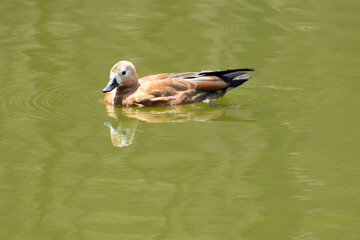 duck, bird, water, nature, lake, animal, wildlife, mallard, wild, waterfowl, swimming, pond, feather, beak, goose, birds, cute, duckling, young, fowl, river, brown, white, swim, wing