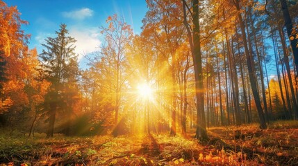 Obraz premium Golden Autumn Forest Sunbeams