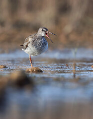 Beautiful picture of a redshank (Tringa totanus) in its aquatic environment. Common redshank standing on one leg by the riverside. Shorebird and environment. Laguna de la Nava, Spain.