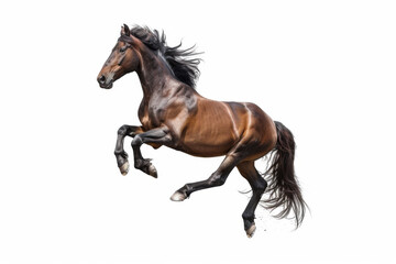 Obraz premium Horse in motion. Isolated on white background. Gallop