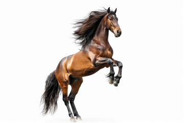 Obraz premium Horse in motion. Isolated on white background. Gallop