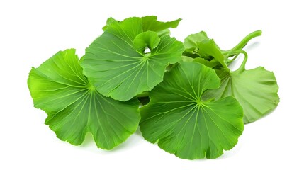 green leaves isolated on white background