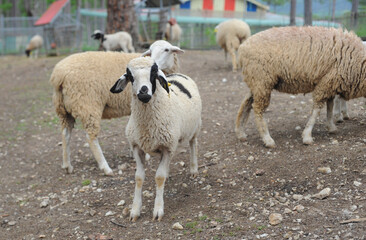 sheep and lambs