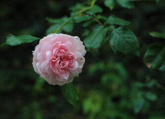 pink rose in garden