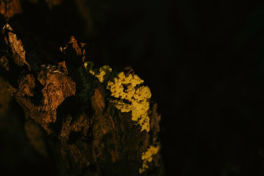Fungus