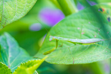 葉の上で獲物を待つオオカマキリの幼虫