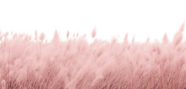 PNG  Serene pink field landscape photo