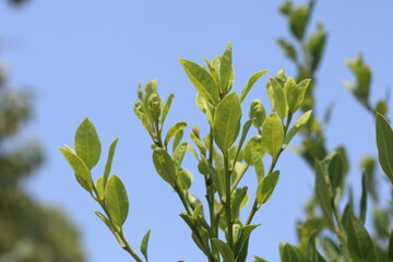 Laurus nobilis is an aromatic evergreen tree or large shrub with green, glabrous (smooth) leaves. 