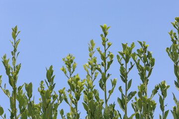 Laurus nobilis is an aromatic evergreen tree or large shrub with green, glabrous (smooth) leaves. 