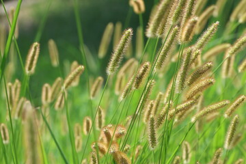 Setaria pumila is a species of grass. 
