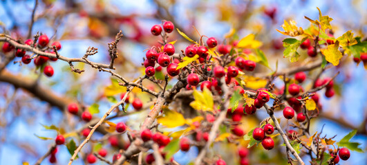 Red fruits of hawthorn on a tree, close-up. Crataegus berries, commonly called forest hawthorn.