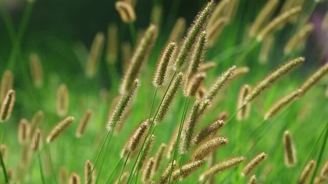 Setaria pumila is a species of grass. 