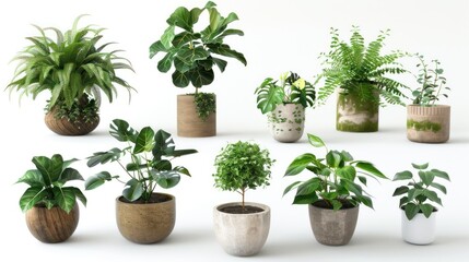 Collection of Potted Plants on White Background