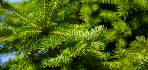 Fir branches close-up. Coniferous trees in the forest. Winter Christmas background. Christmas background, beautiful nature