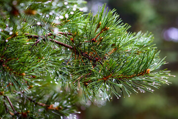 Pine branch after rain close-up