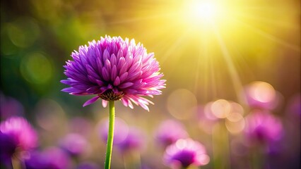 Obraz premium Purple flower with sunlight in the background, purple, flower, sunlight, background, nature, bloom, beauty, vibrant, colorful