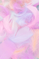 Fototapeta premium Colorful feather background, top view.