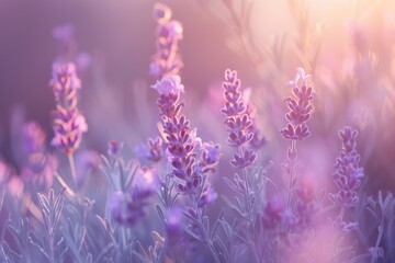 Obraz premium Lavendel. Aromatic Lavender Flower in Provence Meadow for Relaxation and Ayurveda