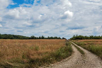 Obraz premium Landscapes - Forest - Europe, Romania, Suceava region