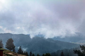 Landscapes - Forest - Europe, Romania, Suceava region