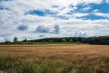 Landscapes - Forest - Europe, Romania, Suceava region