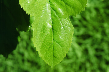 Natural green focus and defocus background. Fine focal part on green leaf and bokeh