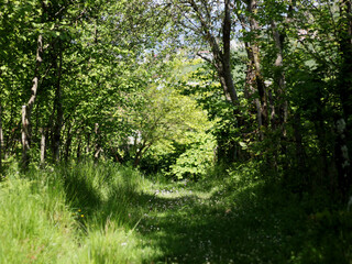 forest in the morning