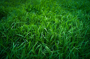 Obraz premium Green grass texture background