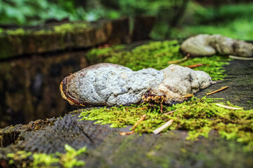 Macro  - Forest - Europe, Romania, Suceava region
