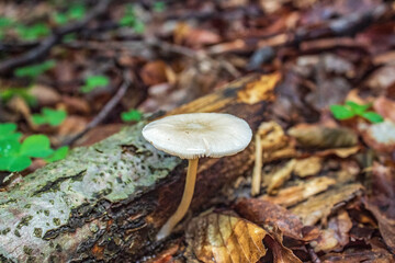 Macro  - Forest - Europe, Romania, Suceava region