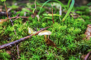 Macro  - Forest - Europe, Romania, Suceava region