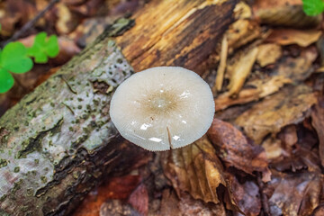Macro  - Forest - Europe, Romania, Suceava region