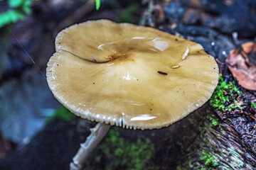 Macro  - Forest - Europe, Romania, Suceava region