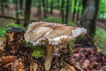 Macro  - Forest - Europe, Romania, Suceava region