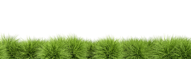 Close up green grass row isolated on white background