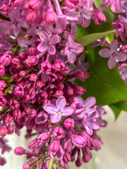 lilac stem starting to bloom 