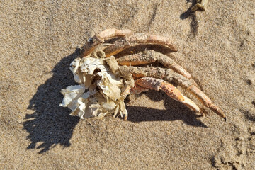 Crab Claw on Sandy Beach - Nature, Marine Life, Coastal Scene