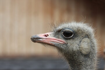 Ostrich head close up on green background