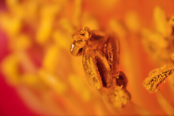 Stamens and anthers of the flower. Ultra macro selective focus