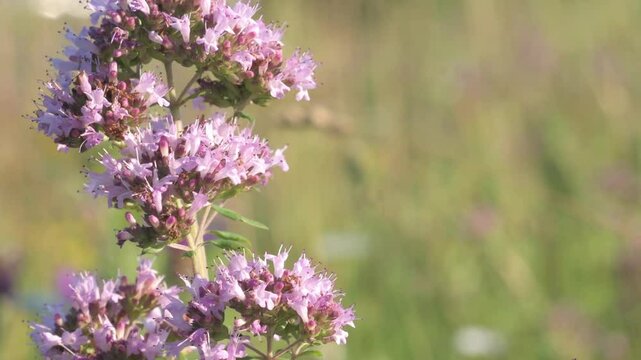 beautiful wild medical and spices herb marjoram oregano blossoming at field. macro footage