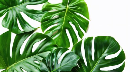 Exotic tropical leaves with isolated background