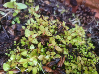 Young seedlings begin to grow and grow in the sunlight, ready to sprout.