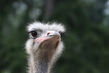 Ostrich head close up on green background
