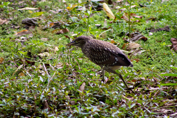 red winged blackbird