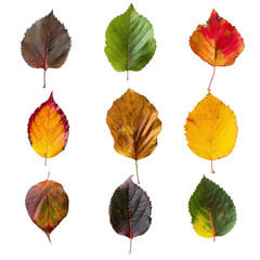 Obraz premium Collection of colorful autumn leaves, isolated on white background. Perfect for seasonal designs and nature-themed projects.