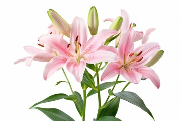 Fototapeta premium Lily Flower. Pink Lily with Many Buds and Green Leaves on White Background